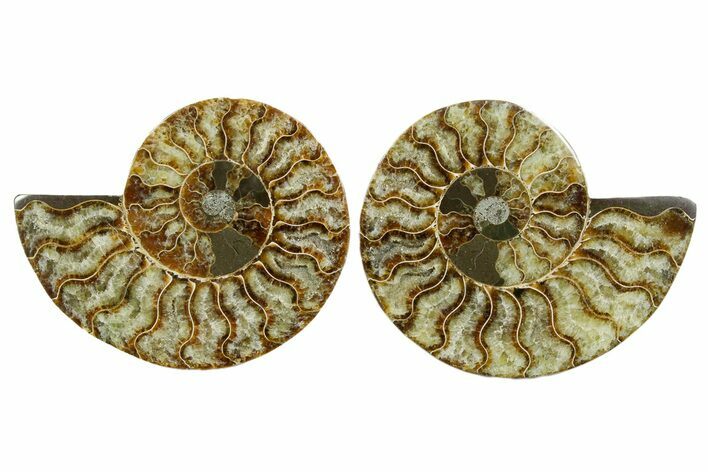 Cut & Polished Crystal-Filled Ammonite Fossil - Madagascar #354125